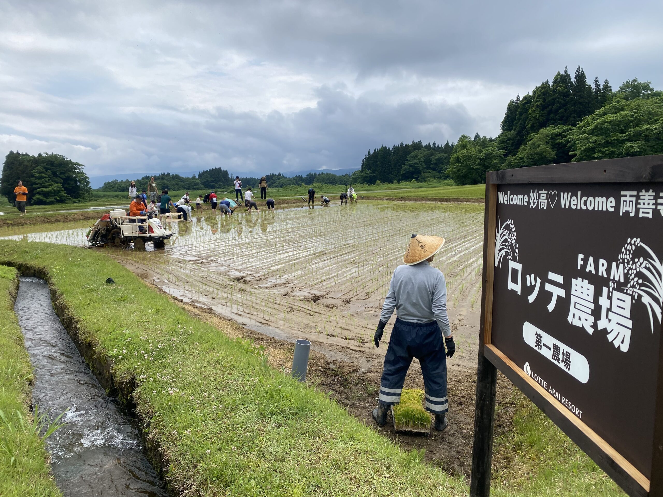 ロッテアライリゾート 田植え体験（2024年）